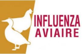 1751022658-grippe-aviaire1.jpg