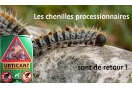 7209076947-chenilles-processionnaires.jpg
