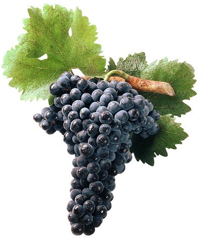 0484770701_1301_grappe-raisin-noir.png